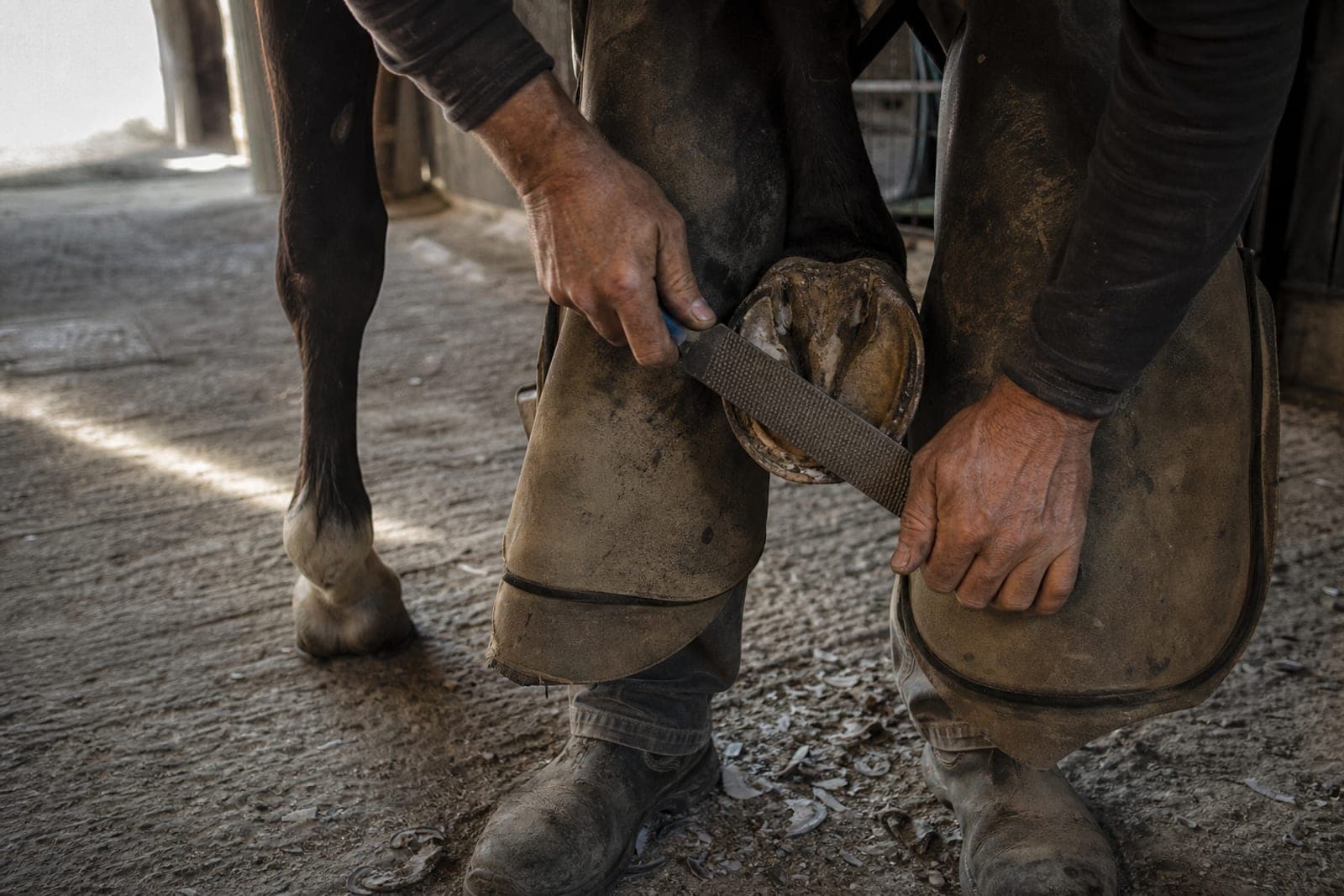 A farrier rasping a horse's front hoof in a barn aisle at first light